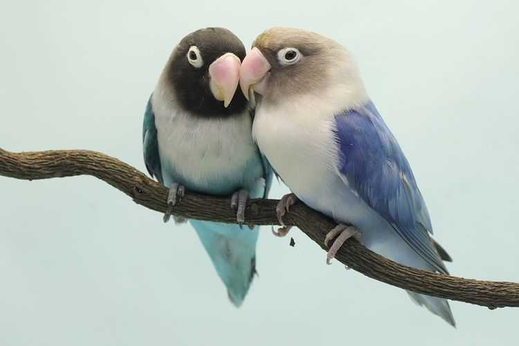 10 Ciri Lovebird Sakit yang Sering Terjadi, Pemilik Layak Tahu