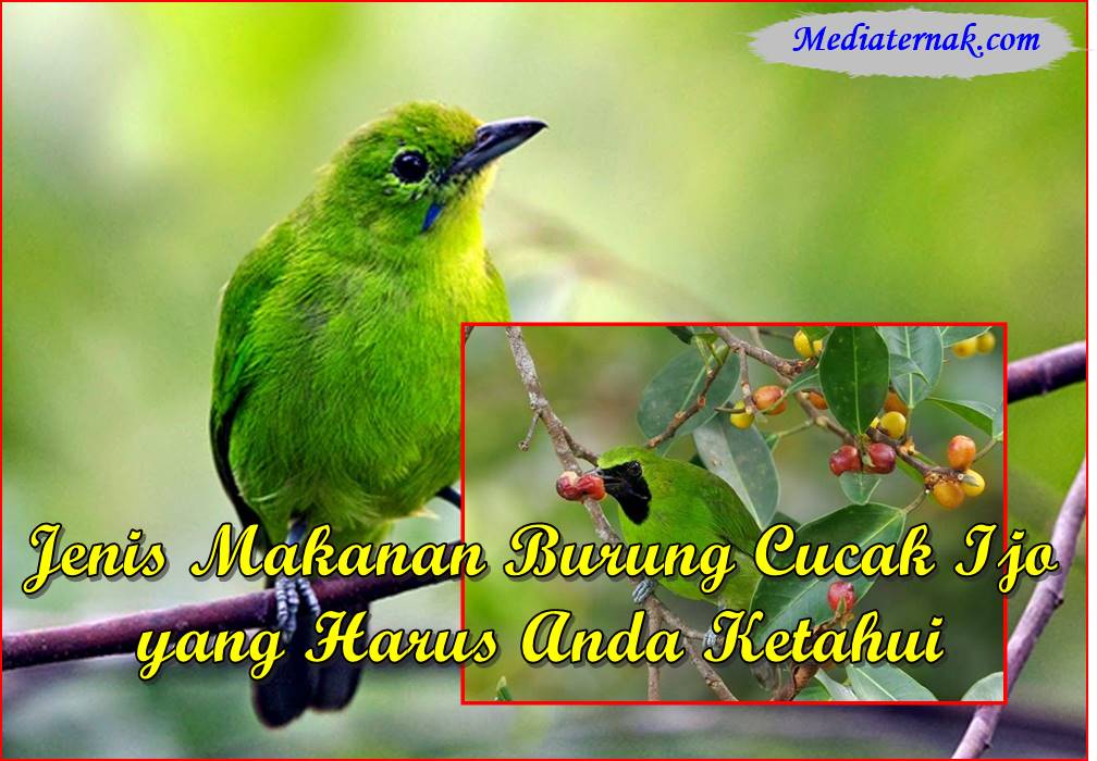 10 Jenis Makanan Burung Cucak Ijo yang Harus Anda Ketahui