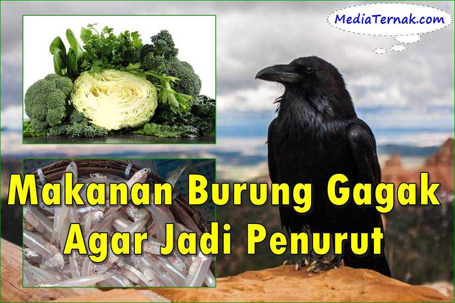 10 List Makanan Burung Gagak Favorit Agar Jadi Penurut