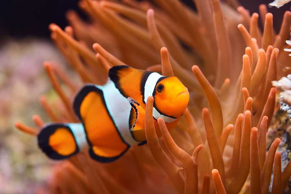 10 Rekomendasi Makanan Ikan Badut Paling Disukai di Alam Liar