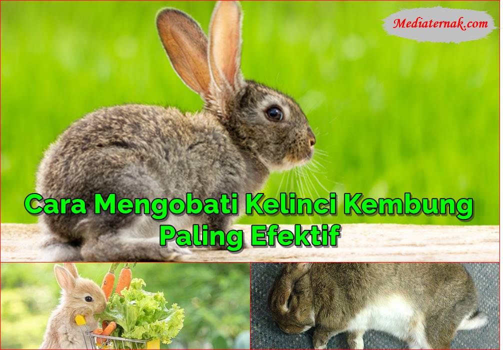 11 Cara Mengobati Kelinci Kembung Paling Efektif