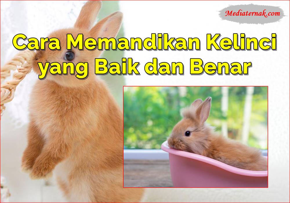13+ Cara Memandikan Kelinci yang Baik dan Benar