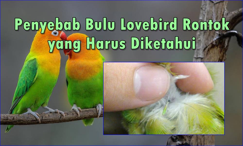 7 Penyebab Bulu Lovebird Rontok yang Harus Diketahui
