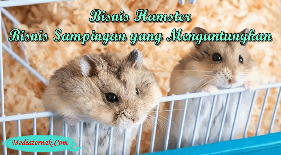 Bisnis Hamster Bisnis Sampingan yang Pasti Menguntungkan