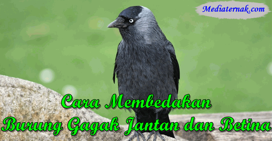 Cara Membedakan Burung Gagak Jantan dan Betina Paling Mudah
