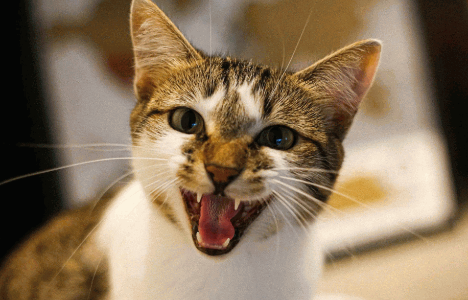 Cara Mengatasi Kucing Betina Birahi Supaya Tidak Berisik