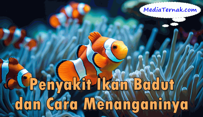 Inilah 7 Penyakit Ikan Badut dan Cara Menanganinya