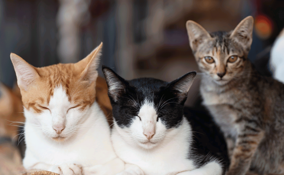 Inspirasi Nama Kucing Jantan Lucu, Keren, dan Cool
