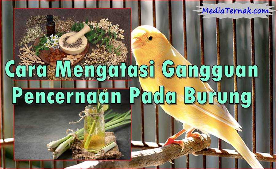 Pahami 7 Cara Mengatasi Gangguan Pencernaan Pada Burung