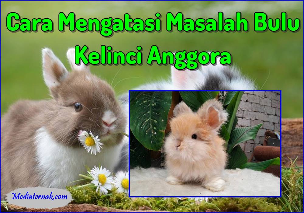 10 Cara Mengatasi Masalah Bulu Kelinci Anggora, Pemilik Layak Tahu