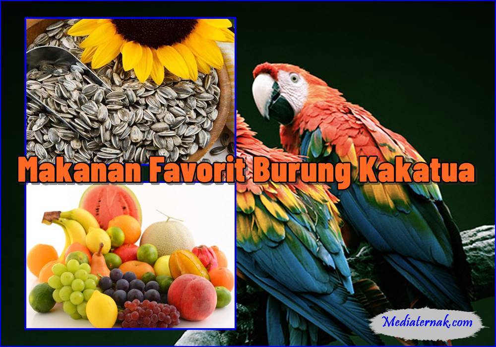 10 Makanan Favorit Burung Kakatua yang Perlu Anda Ketahui