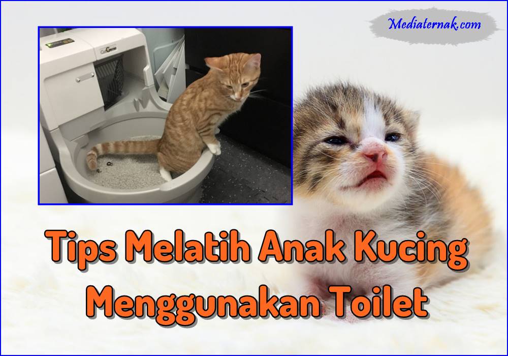 10+ Tips Melatih Anak Kucing Menggunakan Toilet