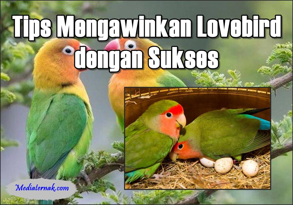 10+ Tips Mengawinkan Lovebird dengan Sukses