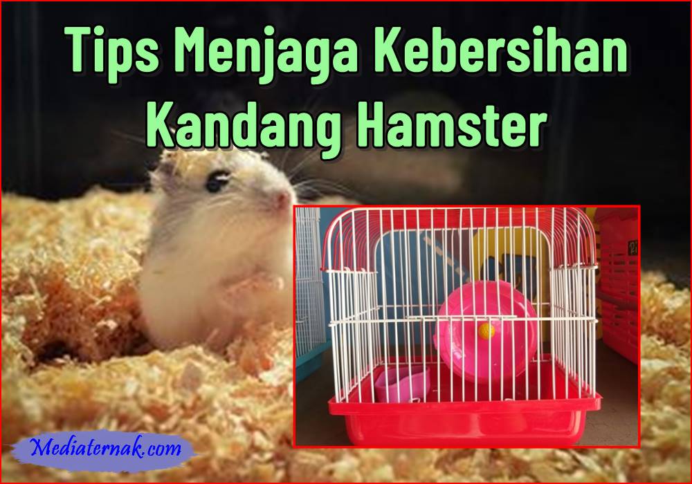 10+ Tips Menjaga Kebersihan Kandang Hamster