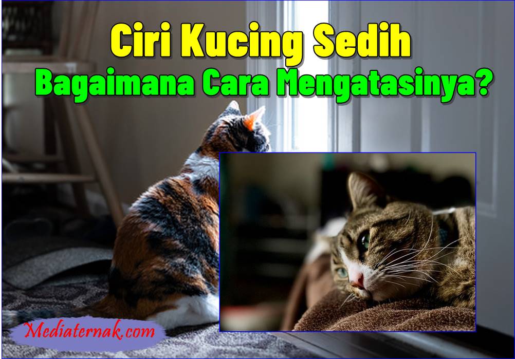 7 Ciri Kucing Sedih dan Bagaimana Cara Mengatasinya
