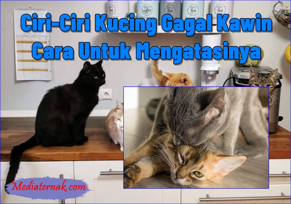 7 Ciri-­Ciri Kucing Gagal Kawin dan Cara Untuk Mengatasinya