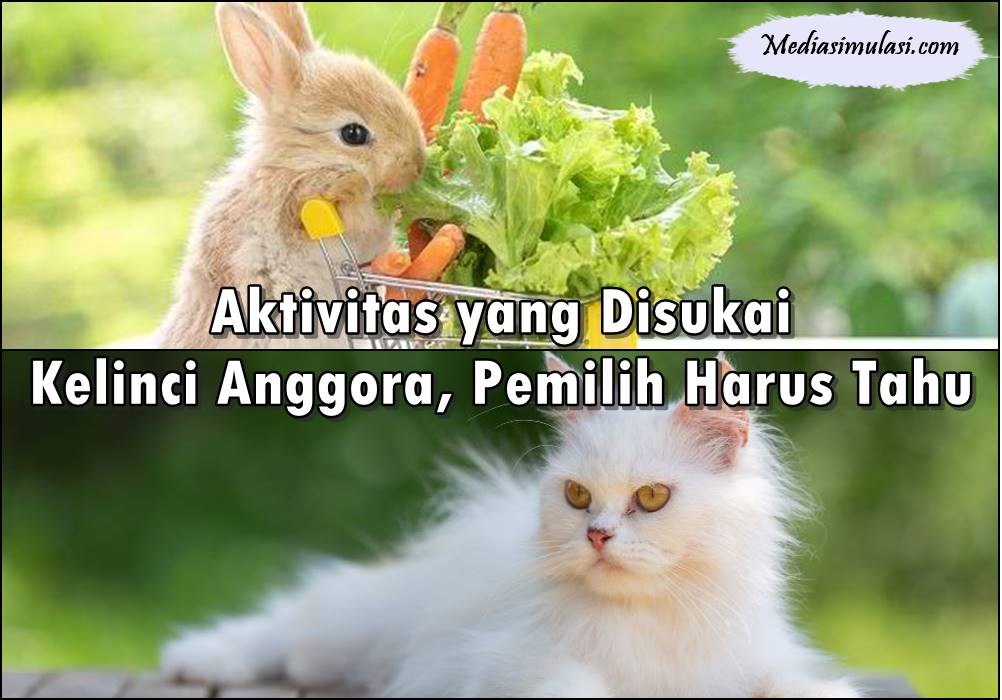 8 Aktivitas yang Disukai Kelinci Anggora, Pemilih Harus Tahu