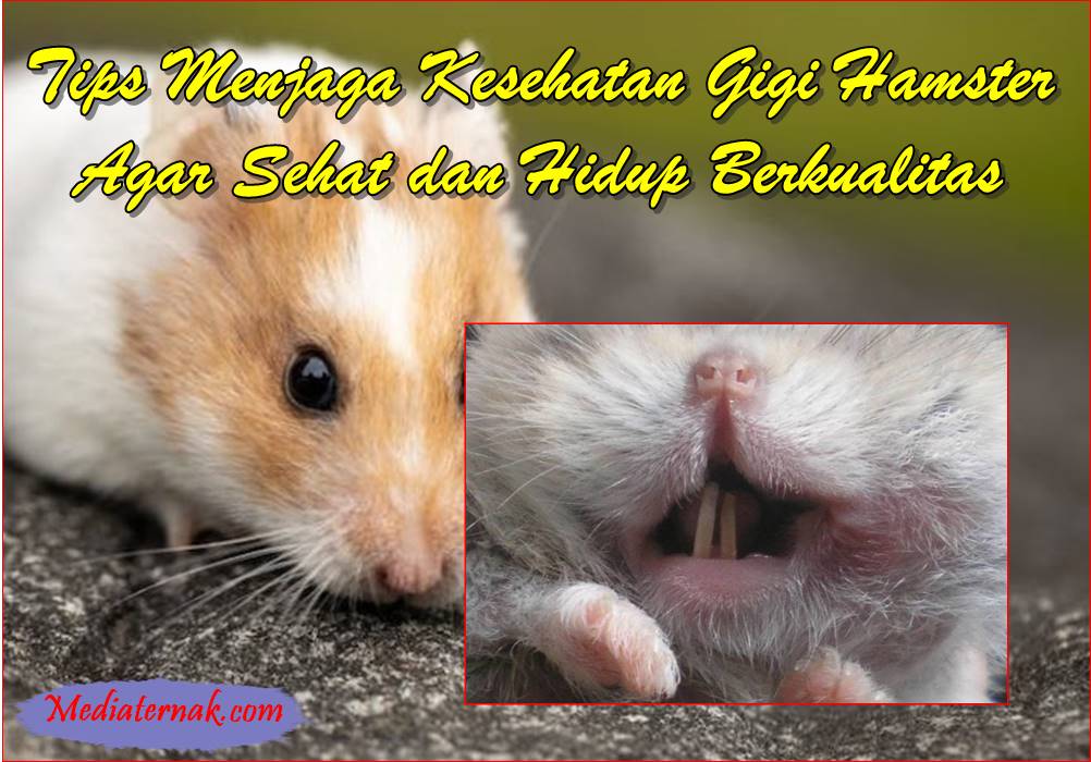 8 Tips Menjaga Kesehatan Gigi Hamster Agar Sehat dan Hidup Berkualitas