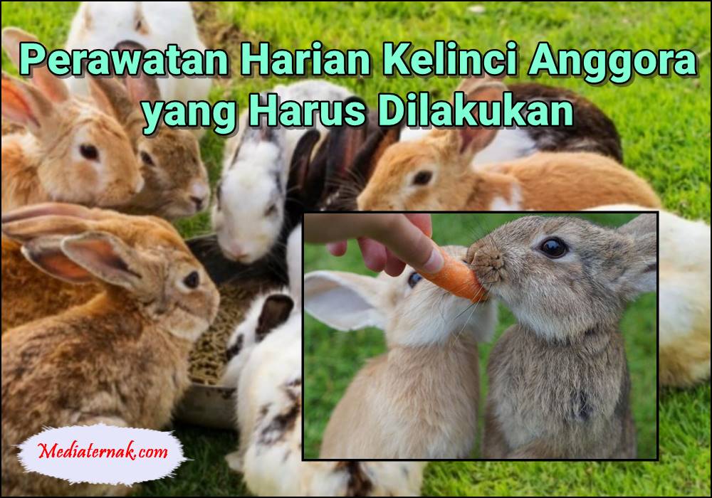 Apa Saja Perawatan Harian Kelinci Anggora yang Harus Dilakukan