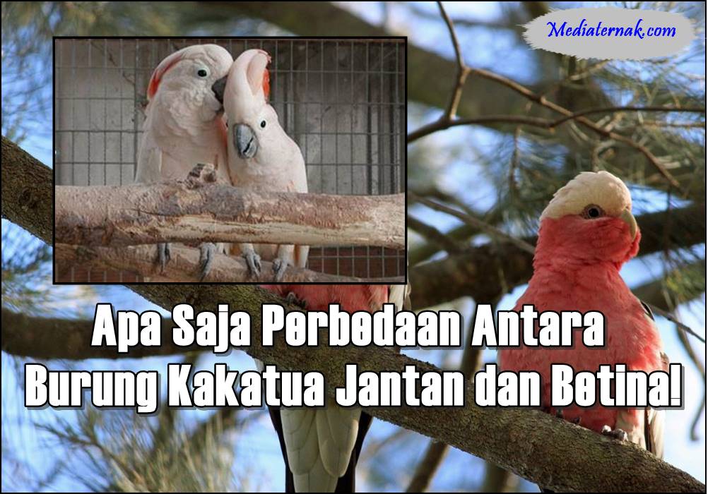 Apa Saja Perbedaan Antara Burung Kakatua Jantan dan Betina!