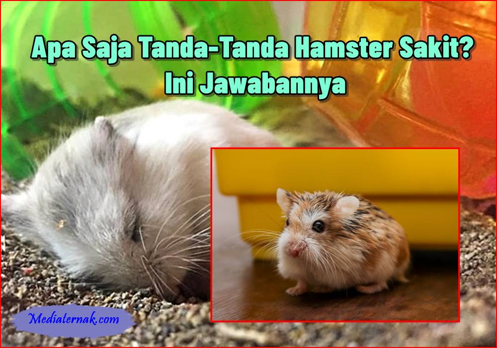 Apa Saja Tanda-Tanda Hamster Sakit Ini Jawabannya