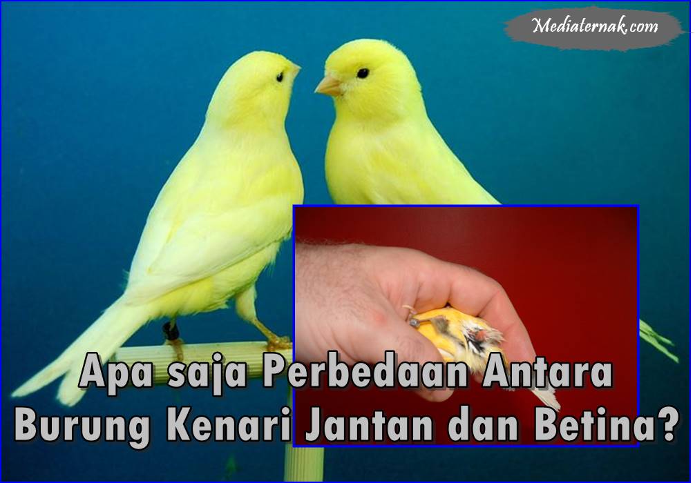Apa saja Perbedaan Antara Burung Kenari Jantan dan Betina