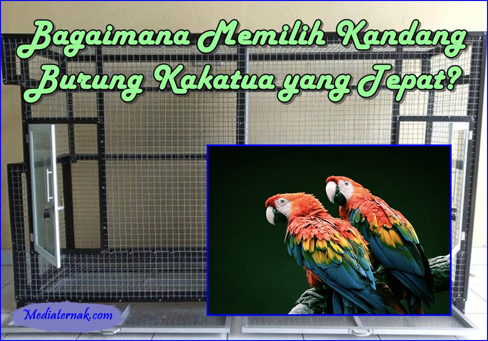 Bagaimana Memilih Kandang Burung Kakatua yang Tepat