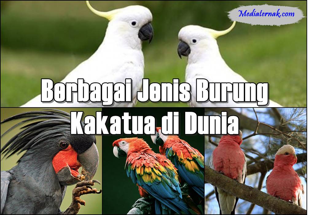 Berbagai Jenis Burung Kakatua di Dunia