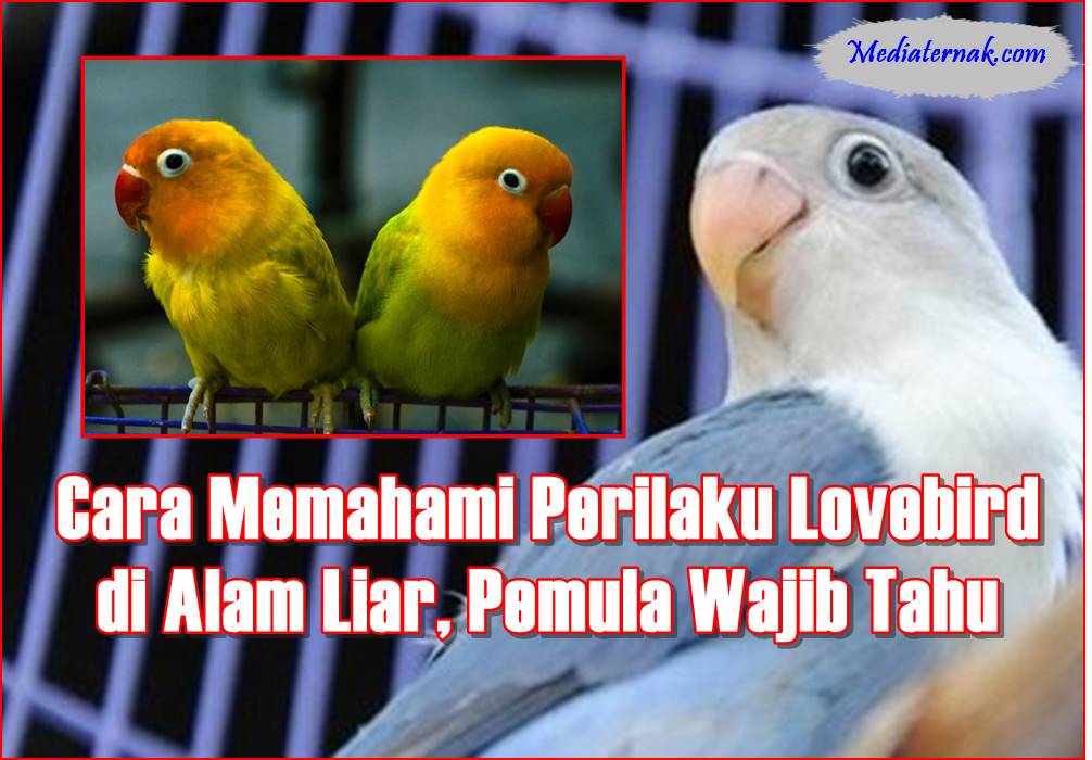 Cara Memahami Perilaku Lovebird di Alam Liar, Pemula Wajib Tahu