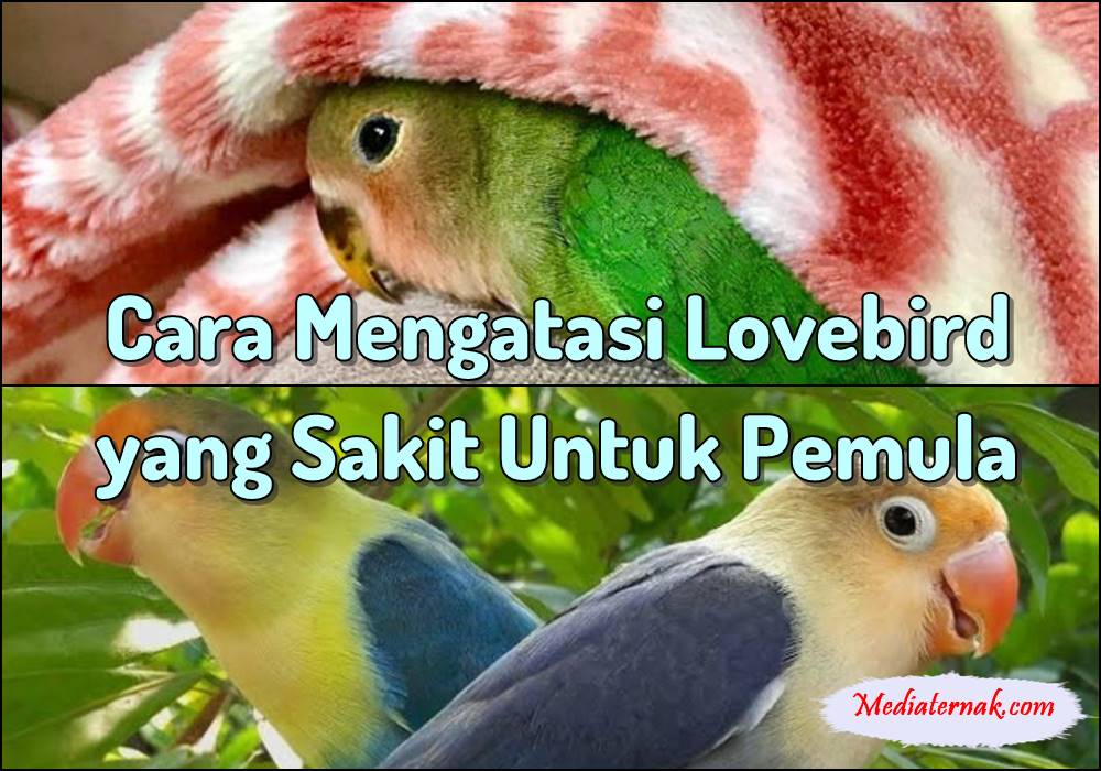 Cara Mengatasi Lovebird yang Sakit Untuk Pemula