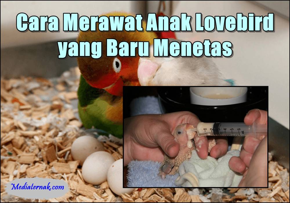 Inilah 10 Cara Merawat Anak Lovebird yang Baru Menetas