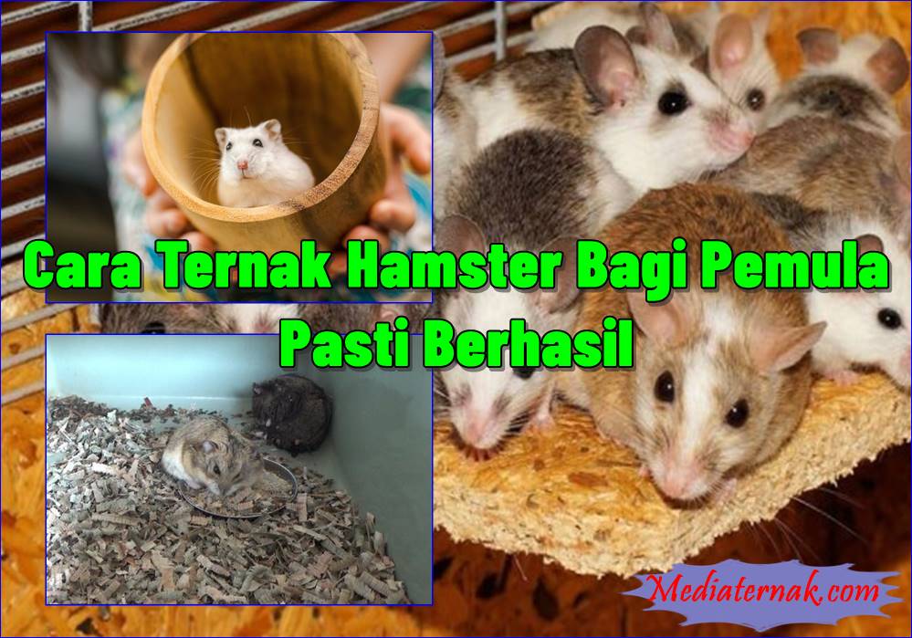 Cara Ternak Hamster yang Baik Bagi Pemula, Pasti Berhasil