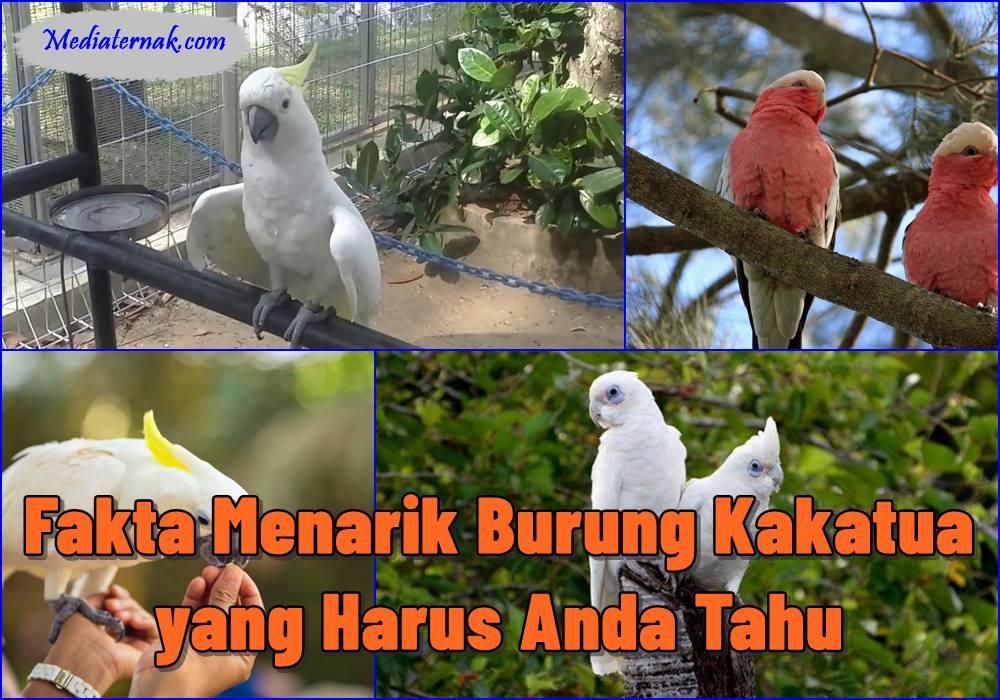 Fakta Menarik Tentang Burung Kakatua yang Harus Anda Tahu