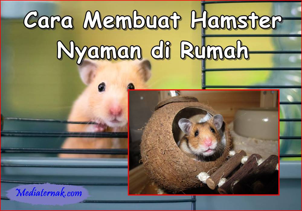 Hamster Keluyuran! Inilah Cara Membuat Hamster Nyaman di Rumah