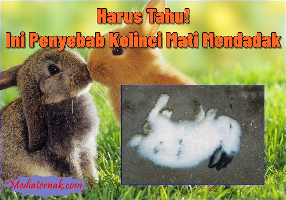 Harus Tahu! Ini Dia Penyebab Kelinci Mati Mendadak