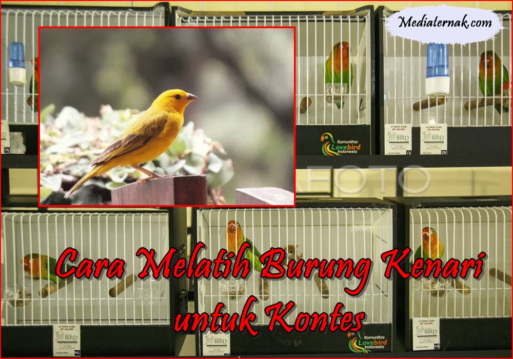 Ingin Menang! Berikut Cara Melatih Burung Kenari untuk Kontes