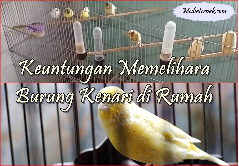 Inilah 10 Keuntungan Memelihara Burung Kenari di Rumah