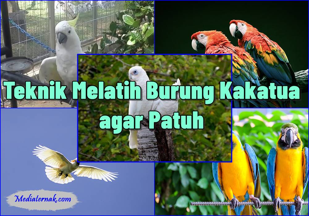 Inilah 10 Teknik Melatih Burung Kakatua agar Patuh