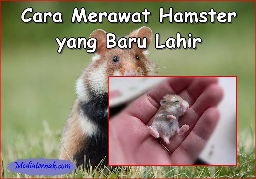 Inilah 8+ Cara Merawat Hamster yang Baru Lahir