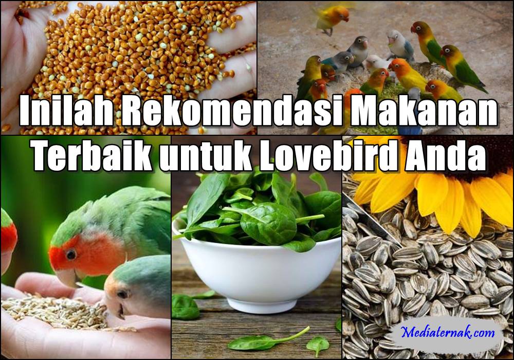 Inilah Rekomendasi Makanan Terbaik untuk Lovebird Anda