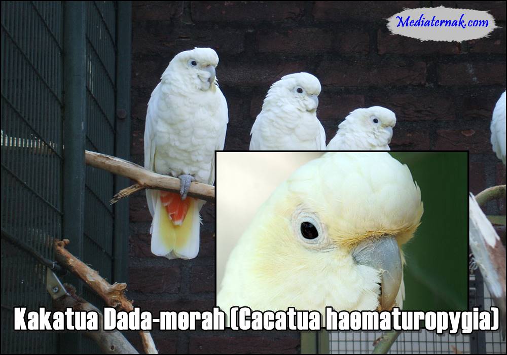Kakatua Dada-merah (Cacatua haematuropygia)
