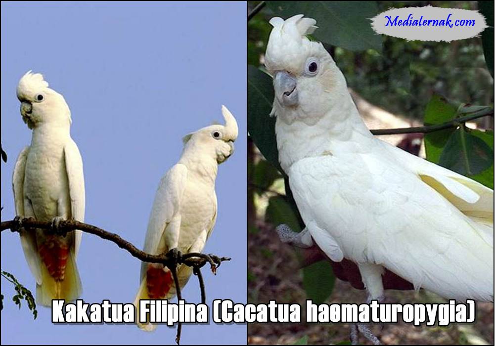 Kakatua Filipina (Cacatua haematuropygia)