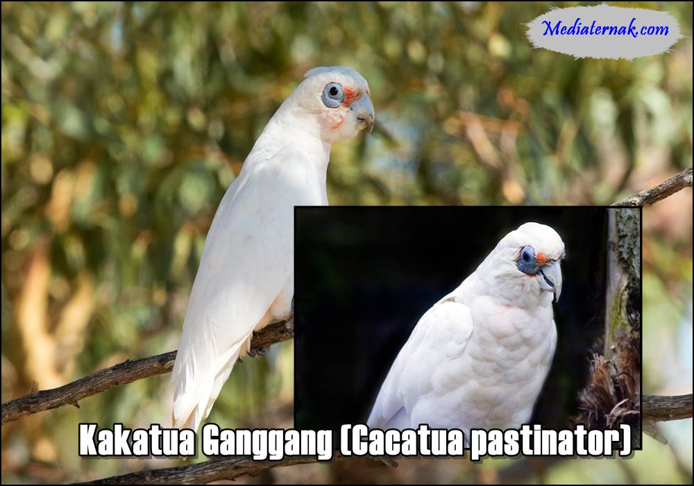 Kakatua Ganggang (Cacatua pastinator)
