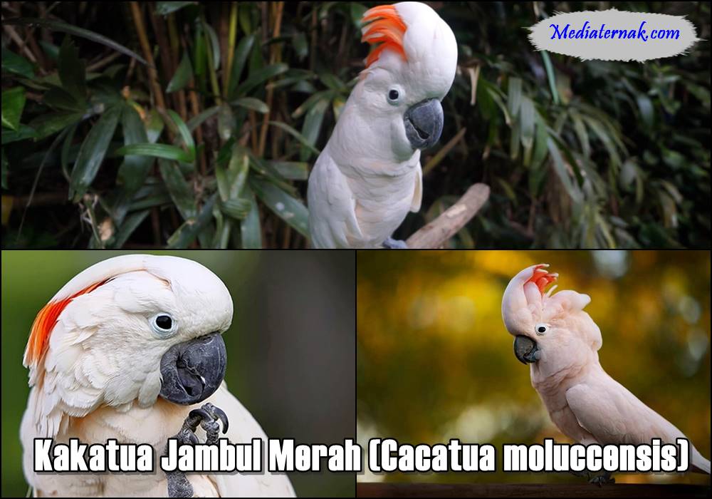 Kakatua Jambul Merah (Cacatua moluccensis)