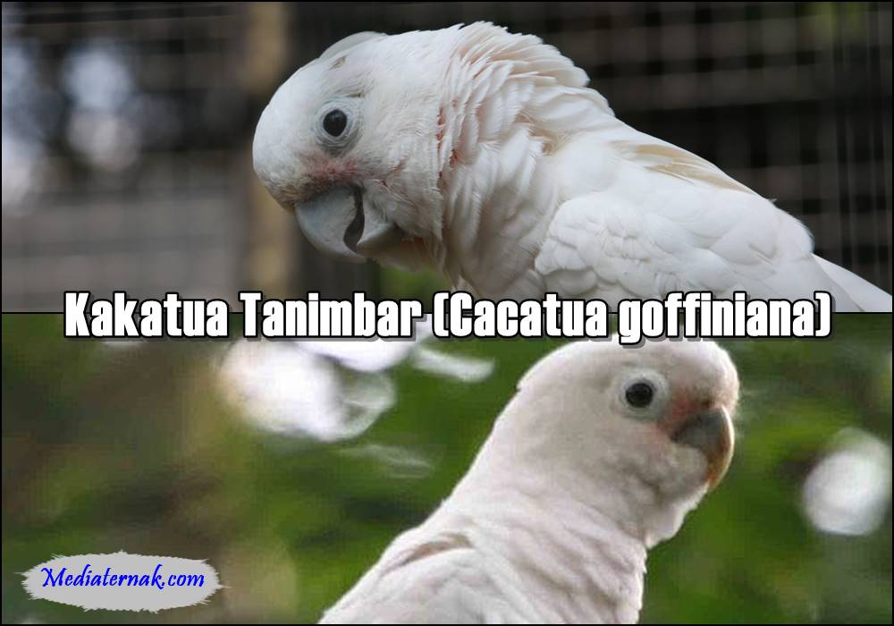 Kakatua Tanimbar (Cacatua goffiniana)