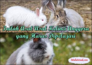 Mau Tahu! Inilah Asal Usul Kelinci Anggora yang Harus Dipelajari