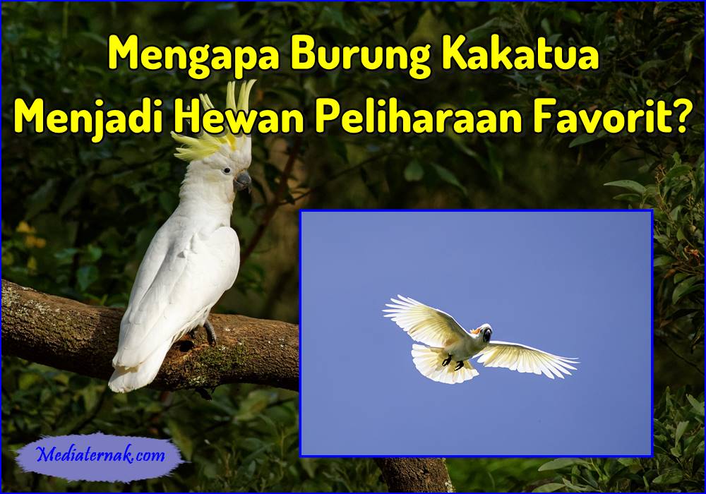 Mengapa Burung Kakatua Menjadi Hewan Peliharaan Favorit