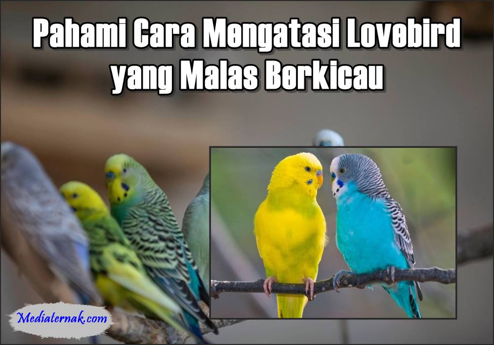 Pahami Cara Mengatasi Lovebird yang Malas Berkicau