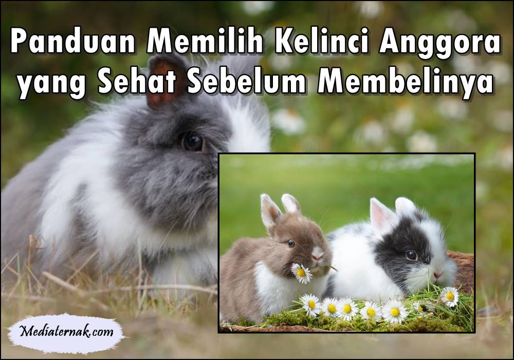 Panduan Memilih Kelinci Anggora yang Sehat Sebelum Membelinya