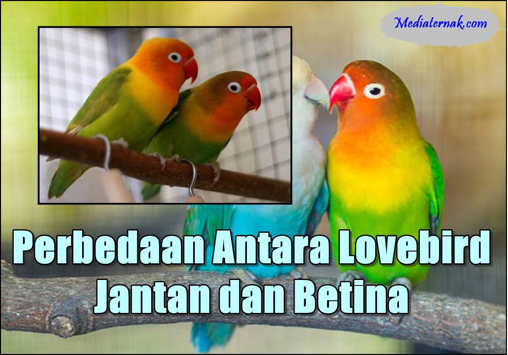 10 Perbedaan Antara Lovebird Jantan dan Betina